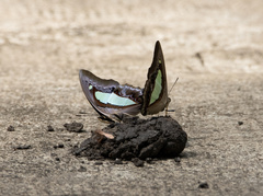 Polyura athamas