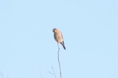 Falco sparverius sparverius