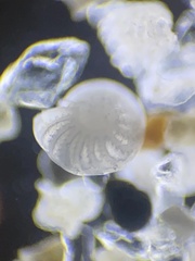 Elphidium advenum