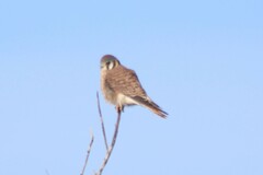 Falco sparverius sparverius