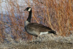Branta canadensis moffitti