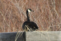 Branta canadensis moffitti