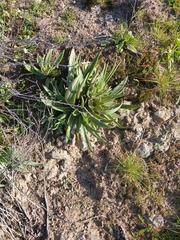 Dudleya lanceolata