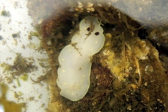 Cadlina flavomaculata