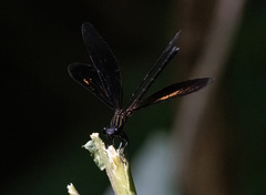 Euphaea masoni