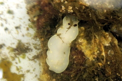 Cadlina flavomaculata