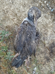 Phalacrocorax punctatus punctatus