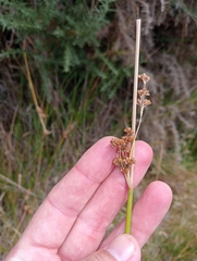 Juncus australis