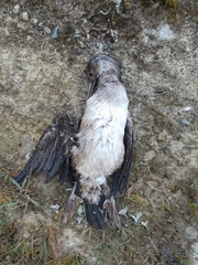 Phalacrocorax punctatus punctatus