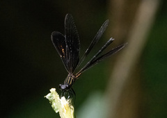Euphaea masoni
