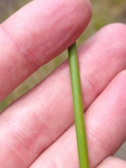 Juncus australis