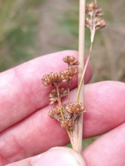Juncus australis