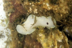 Cadlina flavomaculata
