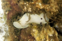 Cadlina flavomaculata