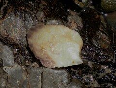 Isognomon