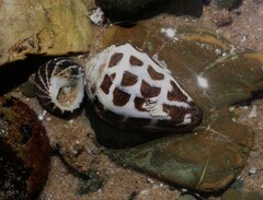 Conus ebraeus