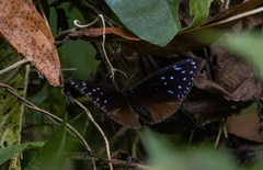 Euploea mulciber