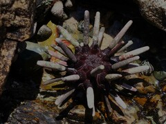 Phyllacanthus parvispinus