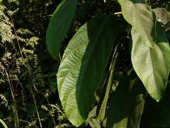 Ficus hispida