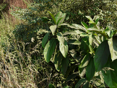 Ficus hispida