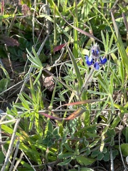 Lupinus nanus