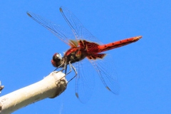 Aethriamanta circumsignata