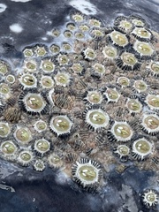 Cryptolepas rhachianecti