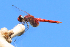 Aethriamanta circumsignata