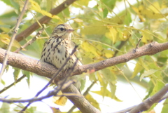 Anthus hodgsoni