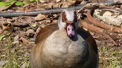 Alopochen aegyptiaca