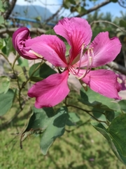 Bauhinia purpurea