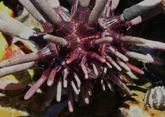 Phyllacanthus parvispinus