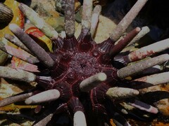 Phyllacanthus parvispinus