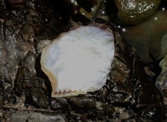 Isognomon