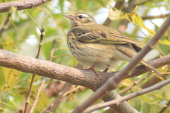 Anthus hodgsoni