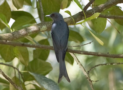 Dicrurus leucophaeus