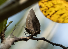 Arhopala centaurus