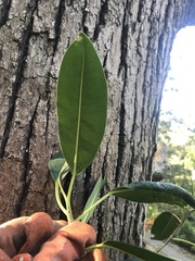 Ficus watkinsiana