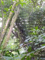 Ninox novaeseelandiae