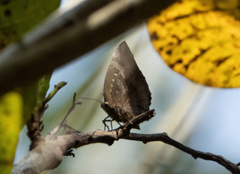 Arhopala centaurus