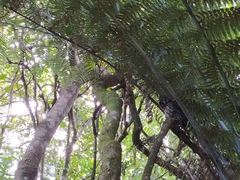 Ninox novaeseelandiae