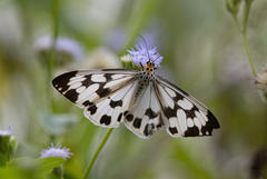 Nyctemera adversata