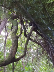 Ninox novaeseelandiae