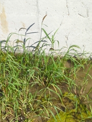 Paspalum distichum