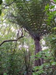 Ninox novaeseelandiae