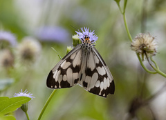 Nyctemera adversata