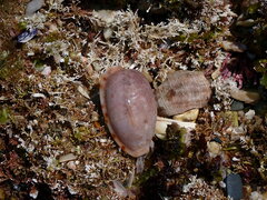 Talostolida pellucens