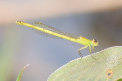 Agriocnemis kalinga