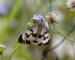 Nyctemera adversata