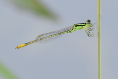 Agriocnemis kalinga